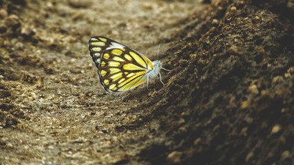 Fototapeta na wymiar butterfly on dirt beautiful