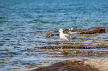 Seagull on beach Ontario