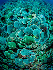 Rhapsody in Blue ( ... and a little green)