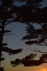 Sunset with silhouette of trees