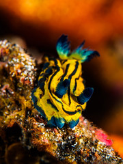 Fototapeta premium Squishy