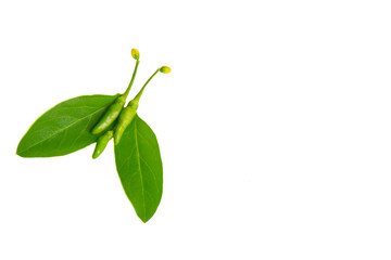 Leaves and seed of chilli on white