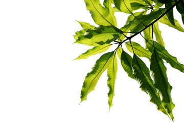 Leaves of mango isolated on white background