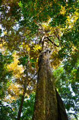 Tall and imposing tree in the middle of the forest, with green and yellow leaves.