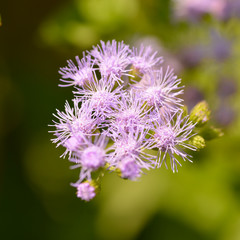 Floss flower (Ageratum houstonianumin) in full bloom in Japan