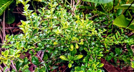 green leaves background