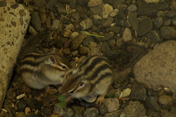A stripe squirrel eating seeds in the squirrel park, Japan 