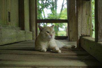 Obraz premium beautiful landscape, cityscape, street view in Japan