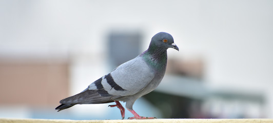 Beautiful pigeon looking for food on terrace