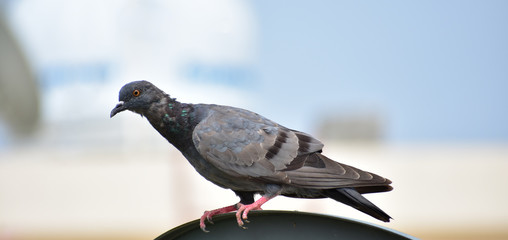 Beautiful pigeon looking for food on terrace