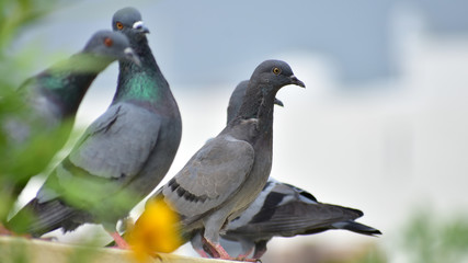 Obraz premium Beautiful pigeon looking for food on terrace