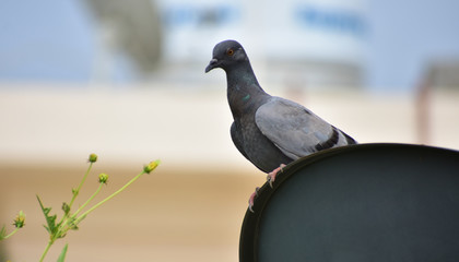 Beautiful pigeon looking for food on terrace
