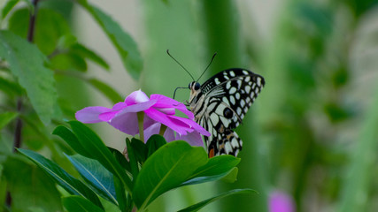 Beautiful black butterfly flying in home terrace garden 
