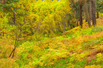 Autumn ferns and trees  fill the forest in Big Bear Lake, California