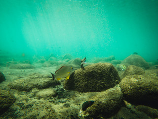 Lively reef of Honolua Bay Maui 3