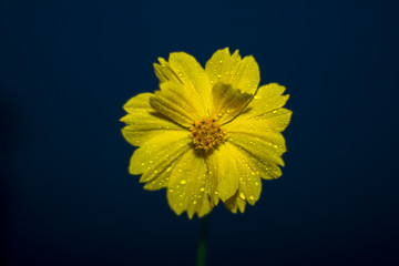 yellow dew pearled flower with dark background 