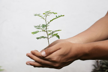 Hands holding young green plant, Isolated on white. 