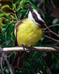 Great kiskadee