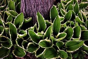 Hosta and Aspen