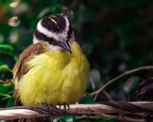 Great kiskadee