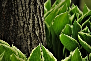 close up of Hosta