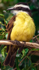 Great kiskadee