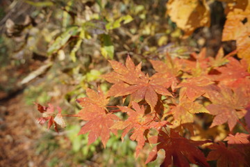 An amazing autumn season landscape of  Japanese mountains, Nagano, Japan, national nature park