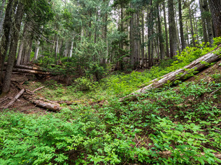 Lush forest floor in Mount Rainier National Park