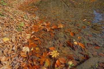 An amazing autumn season landscape of  Japanese mountains, Nagano, Japan, national nature park