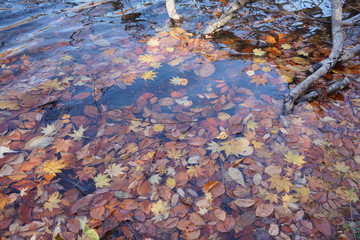 An amazing autumn season landscape of  Japanese mountains, Nagano, Japan, national nature park