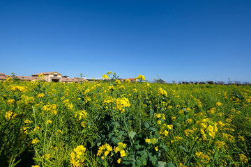 ソレイユの丘の菜の花畑