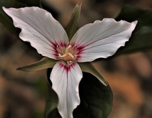 Painted Trillium