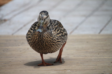 female mallard duck