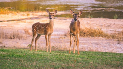 Deer by the creek