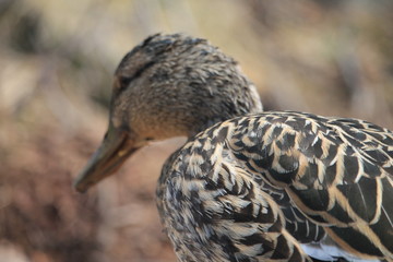 female mallard duck