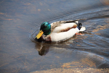 duck on the lake