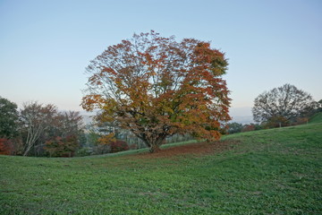 Autumn color tree called KAEDE, in the beautiful green field of Japan