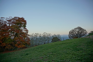 Autumn color tree called KAEDE, in the beautiful green field of Japan