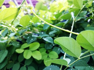 green leaves in the garden