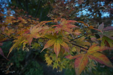 Autumn color tree called KAEDE, in the beautiful green field of Japan