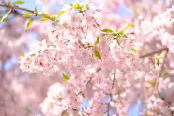 しだれ桜