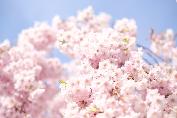 しだれ桜