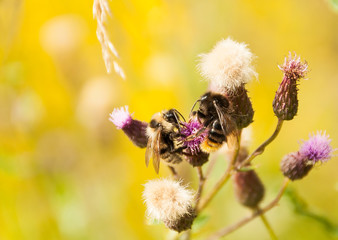 Dwa trzmiele na jednym kwiatku © Radek