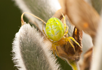 Krzyżak zielony, pająk - samica z odwłokiem skierowanym ku górze  © Radek