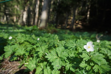 Beautiful forest and nature in countryside. Hakuba, Japan