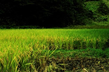 山ぎわの田んぼ