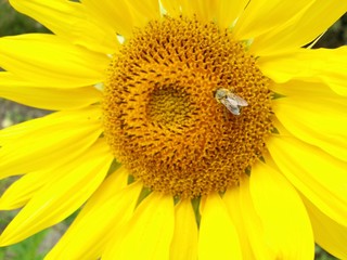 European honey bees Apis mellifera gathering sunflower pollen from up close