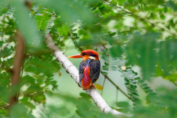 Close-Up Of Oriental Dwarf Kingfisher Perching On Branch
