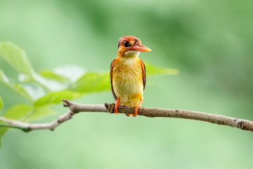 Close-Up Of Oriental Dwarf Kingfisher Perching On Branch