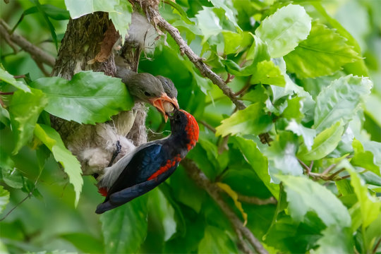 The scarlet-backed flowerpecker is a species of passerine bird. Sexually dimorphic, the male has navy blue upperparts with a bright red streak down its back from its crown to its tail coverts